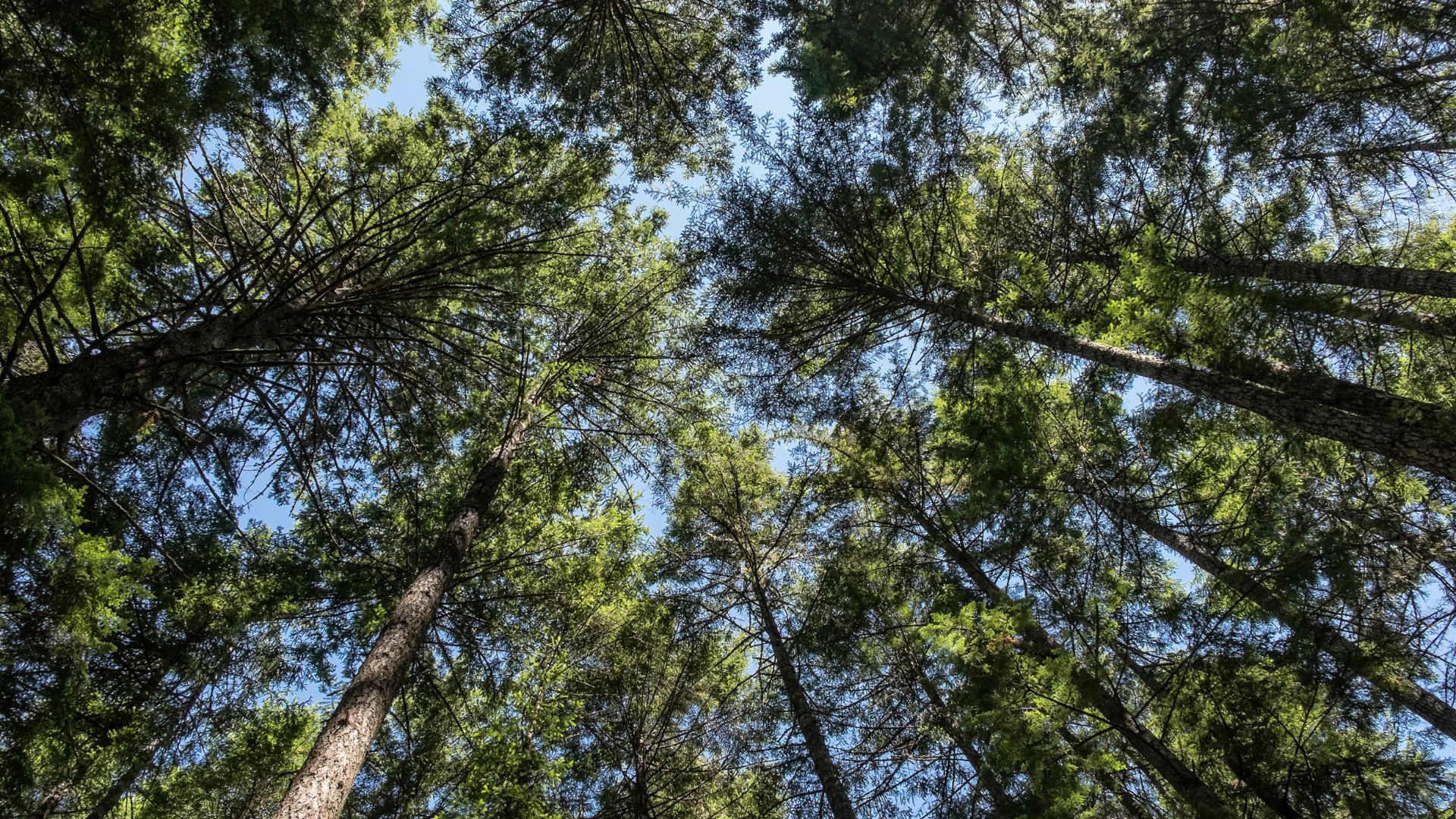 Image of Douglas Fir trees that are used in the reclaimed state by Urban Woods